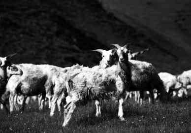 草原上的“五彩羊”